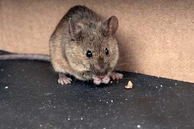 Natural ways to get rid of rodents and mice